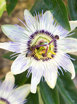 Passionsblume Passionsblume